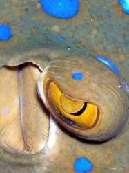eye of blue spotted stingray by Guja Tione 